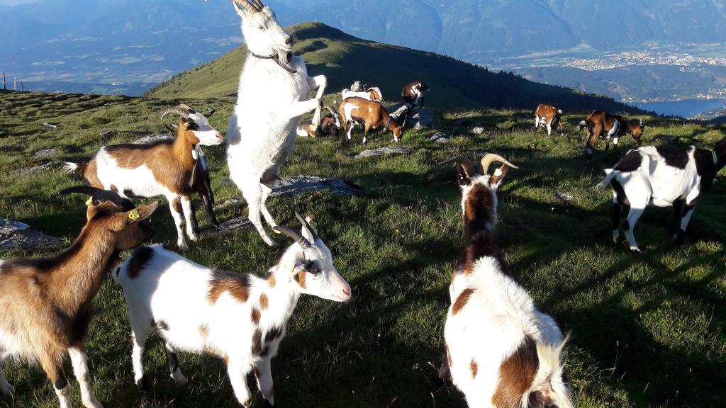 Ferienwohnung Gerti Kalt Lieserhofen Luaran gambar